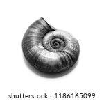 Black And White Photo Of Shell...