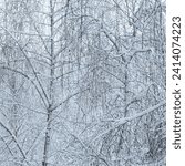 Small photo of Black and white birch trees with birch bark in birch forest among other birches in winter on snow