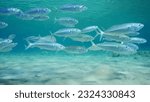 Small photo of School of Mackerel fish swims over sandy seabed in shallow water on bright sunny day in sunrays, Red sea, Safaga, Egypt