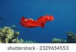 Small photo of Bright red Sea Slug swims in blue sea in sunrays on daytime. Spanish Dancer Nudibranch (Hexabranchus sanguineus) floats over coral reef in sunburst, Red sea, Egypt