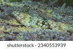 Small photo of Close up of pair of Slender Lizardfish or Gracile lizardfish (Saurida gracilis) lie on sandy bottom in evening time on sunset sunrays, Red sea, Egypt