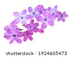 Lilac Flowers Isolated On A...