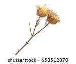 Dried Milk Thistle Plant On A...