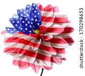 Flower Of Dahlia As Flag Of Usa....