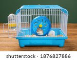 Cage With Two Small Hamsters