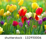 Multi Coloured Tulips And...