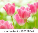 Multi Coloured Tulips And...