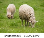 Pair of sheep on the meadow