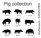 Pig Collection Vector...