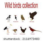European Wild Birds Collection...