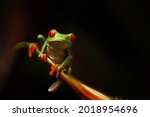 Red Eyed Tree Frog On Flower At ...