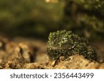 Mossy frog (Theloderma corticale), frog in the nature habitat, Vietnam. Widlife nature in Asia. Mossy camouflage.