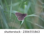 Small photo of Graceful Earthbound Beauty: Brown Butterfly Resting in the Meadow in Northern Europe