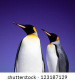 King Penguins At Volunteer...