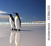 Two King Penguins At Volunteer...
