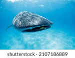 Whale Shark (Rhincodon typus) with Pilot Fish around Its Mouth. Mafia Island, Tanzania