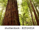 Closeup of tree trunk in redwood forest