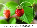 Wild Strawberry In Forest ....