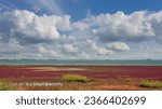 Small photo of common glasswort (Salicornia europaea) in bloom at Beltringharder Koog Nature Reserve,North Sea,North Frisia,Germany