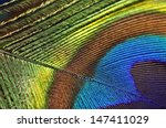Macro Image Of Peacock Feather...