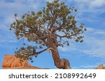 A Lone Limber Pine  Pinus...