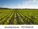 Green Field With Young Corn At...