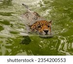 Jaguar female swims in the pool