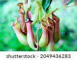 Nepenthes Carnivorous Plants On ...