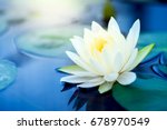 Beautiful  White Lotus Flower...