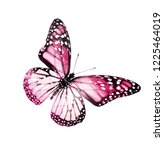 Color Butterfly   Isolated On...
