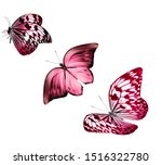 color butterflies   isolated on ... | Shutterstock . vector #1516322780