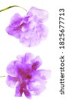Watercolor Flowers   Isolated...