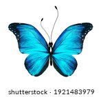 Color Morpho Butterfly  ...