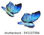 Two Color Butterflies  Isolated ...