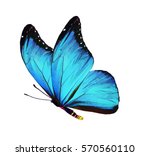 Color butterfly   isolated on...
