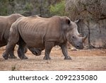Small photo of White rhinoceros or square-lipped rhinoceros (Ceratotherium simum) in Hlane Royal National Park, Swaziland