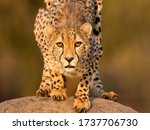One Adult Female Cheetah...