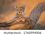 Baby cheetah with big eyes...