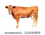 Brown Cow Isolated On White...