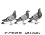 Pigeons On A White Background