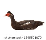 Cairina Moschata Duck Large...