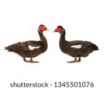 Two Muscovy Duck Isolated On...