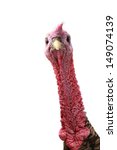 Portrait  turkey  isolated on a ...