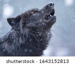 Howling Canadian Wolf In Winter ...