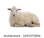 Lying sheep isolated on a white ...