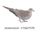 Eurasian Collared Dove On A...