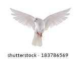 Free flying white dove isolated ...