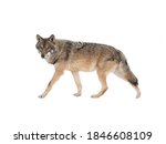 Walking Gray Wolf Isolated On...
