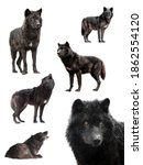 Small photo of collage of wolves winter isolated on a white background.
