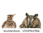 figurative picture of a portrait of an owl and a lark isolated on a white background. 